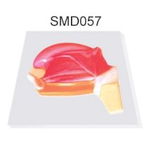 Mô hình cấu tạo của lưỡi SMD057 Suzhou,TQ 