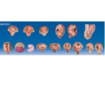 Mô hình thai nhi phát triển qua các tháng SMF0201 Suzhou,TQ