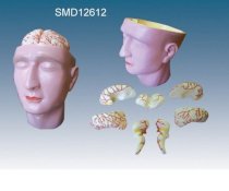 Hình thể trong của đại não SMD12612 Suzhou