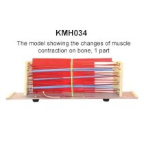 Mô hình cho thấy sự co cơ trên xương KeMaJo KMH034