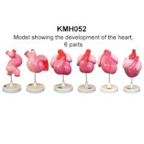 Mô hình phát triển của tiêu hóa hô hấp tiết niệu sinh sản và hệ thống coelom KeMaJo KMH053 5 phần