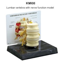 Đốt sống thắt lưng với chức năng thần kinh KeMaJo KMI08