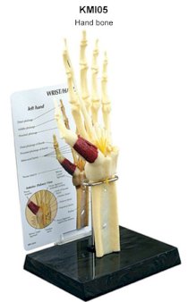 Mô hình xương bàn tay cổ tay KeMaJo KMI05