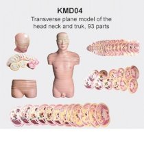 Mô hình cắt lát đầu cổ và thân người KeMaJo KMD04 93 phần