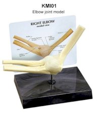 Mô hình xương khuỷu tay KeMaJo KMI01
