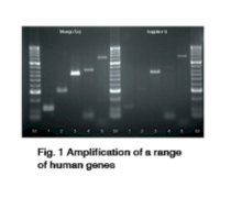 MangoTaq™ DNA Polymerase Bioline 