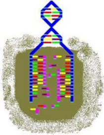 GeneON Bst DNA Polymerase