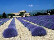 Hương hoa oải hương Lavender Blossom Mod