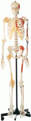 Mô hình bộ xương người gắn kết sơn màu