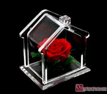 Hoa hồng bất tử – Ngôi nhà hạnh phúc 