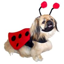 Ladybug Harness Dog Costume