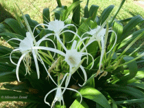 Hoa bạch trinh - Sao biển