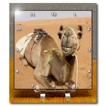 3dRose dc_164767_1 Smiling Camel Resting at Bedouin Camp in Oman Photo by Rhonda Albom Desk Clock, 6 by 6-Inch