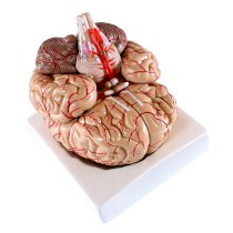 Mô hình giải phẫu não gồm 9 phần