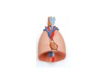 Mô hình giải phẫu phổi có thanh quản 3B Scientific G15