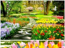 Tranh gạch 5D vườn hoa tulip
