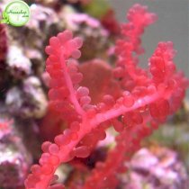 Organic chiết xuất tảo đỏ 10gr