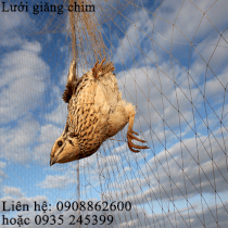 Lưới giăng chim - Nguyễn Út - LGC01