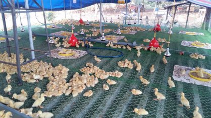 Lưới an toàn nhựa lót sàn nuôi gia cầm IMG Việt Nam