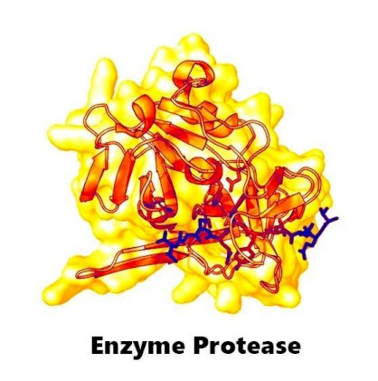 Bán Enzym protease giúp hỗ trợ tiêu hóa cho thủy sản