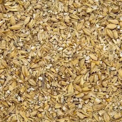 Lúa mạch nghiền dùng trong TĂCN