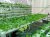 Lạ mà đẹp: Cải tạo sân vườn bừa bộn bằng giàn rau thủy canh