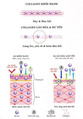 Collagen Q5- 26 Silver 1