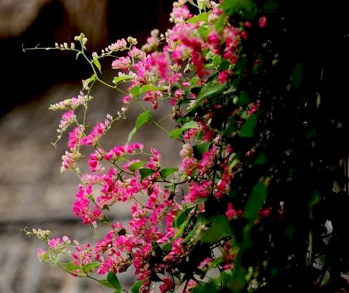 Trồng hoa gì ở ban công đẹp nhất? | Vatgia Hỏi & Đáp