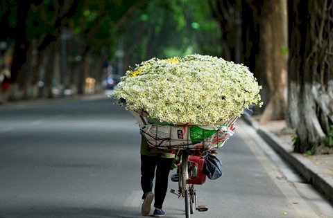 Mùa Cúc Họa Mi Hà Nội làm biết bao trái tim mong chờ