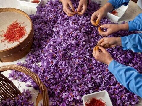 Sỉ lẻ toàn quốc nhụy hoa nghệ tây saffron của Iran loại hộp 1gram hàng loại 1 chuẩn cao cấp Ảnh số 42494613