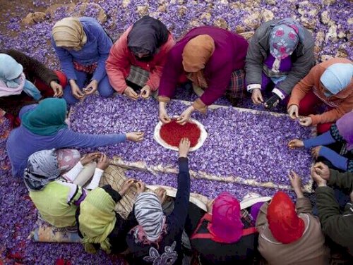 Sỉ lẻ toàn quốc nhụy hoa nghệ tây saffron của Iran loại hộp 1gram hàng loại 1 chuẩn cao cấp Ảnh số 42494614