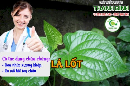 lá lốt thảo dược thanh bình