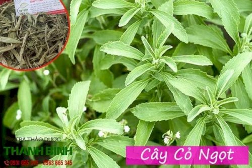 cây cỏ ngọt thảo dược thanh bình