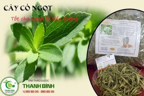 cây cỏ ngọt thảo dược thanh bình