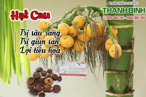 hạt cau thảo dược thanh bình