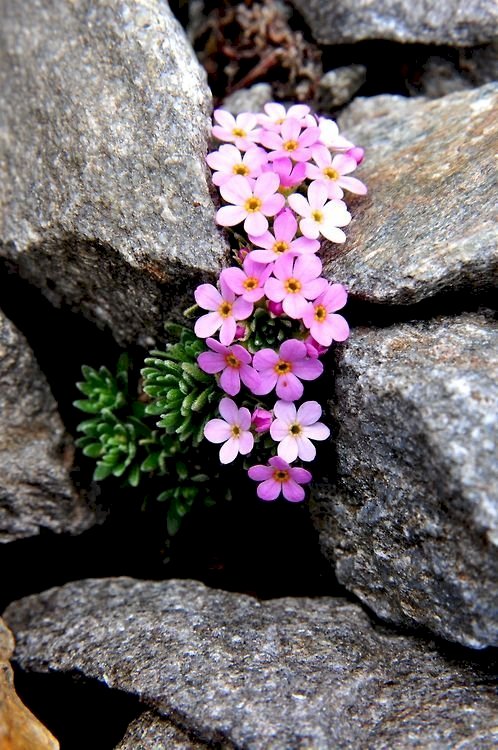 rock garden, use sedum and other flowering drought tolerant plants for a pop of color.: 
