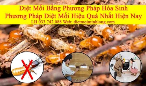 Diệt Mối Tại Bình Dương – Diệt Mối Tận Gốc