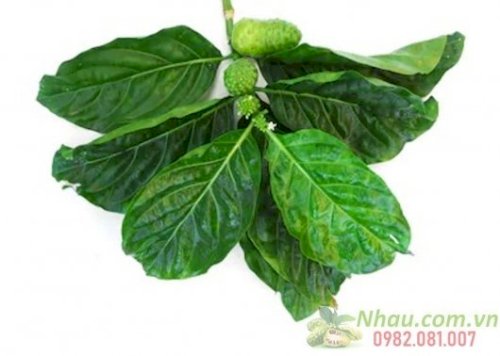 http://nhau.com.vn/uploads/useruploads/nhau_com_vn/La-nhau-green-leaves-noni.jpg