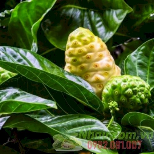 http://nhau.com.vn/uploads/useruploads/nhau_com_vn/Noni-leaf-noni-leaves.jpg