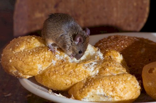 Ăn phải miếng bánh mì đã bị chuột gặm có sao không? - Hoidapvisuckhoe.com