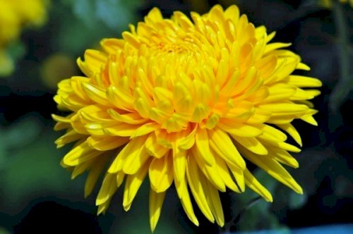 Ý Nghĩa Hoa Cúc, Các Mẫu Hoa Cúc Đẹp Nhất Tại Hoatuoi360.Vn