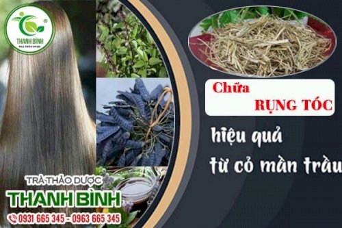 Cỏ mần trầu Thảo Dược Thanh Bình