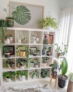 Mini Plants 