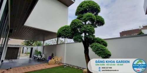 Thi công trồng cây xanh Đà Nẵng