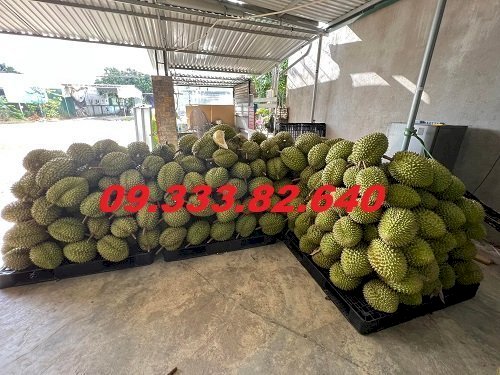 Pallet Nhựa Cũ Bình Dương Thanh Lý Xả Kho Với Gía Cực Sốc