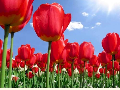 hinh ảnh hoa tulip đẹp nhất