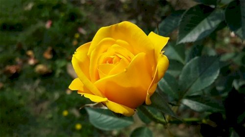 Hoa hồng vàng hấp dẫn người nhìn bỏi màu sắc của nó
