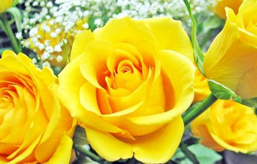 Hình ảnh hoa hồng vàng tuyệt đẹp được ưa thích nhất
