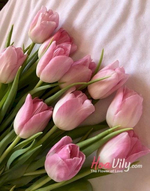 ý nghĩa hoa tulip hồng