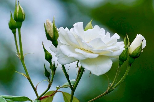 Hoa hồng trắng - món quà đặc biệt